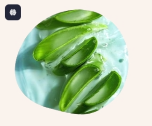 Aloe Vera - Pflanze - Frankreich - Endro
